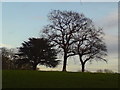 SJ7678 : Trees east of Lime Walk by Schlosser67