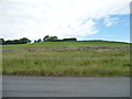 NY2838 : Boundary wall, Ellerbeck Common by Christine Johnstone