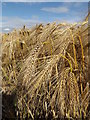 TM3876 : Barley Crop off the B1117 Walpole Road by Geographer