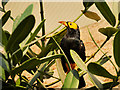 SJ4169 : Tropical Bird in Monsoon Forest at Chester Zoo by David Dixon