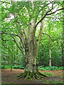 NY5561 : Ancient beech tree, Miltonrigg Woods by Rose and Trev Clough