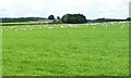 NY7021 : Store lambs fattening up at Low Barn by Christine Johnstone