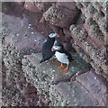 HY1700 : Puffins on the Old Man of Hoy by Doug Lee