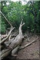 TL4704 : Fallen Hornbeam in Wintry Wood by Glyn Baker