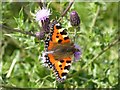 SO8541 : Small Tortoiseshell butterfly by Philip Halling