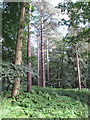 SU9486 : Scots pines among deciduous trees, Dorney Wood by David Hawgood