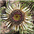 NO6952 : Carline Thistle (Carlina vulgaris) by Anne Burgess