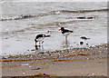 NX0367 : Oystercatchers at Wig Sands by David Dixon