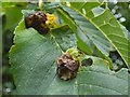 NS3976 : Leaf galls on wych elm by Lairich Rig