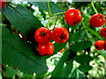 H4772 : Rowan tree berries, Campsie by Kenneth  Allen