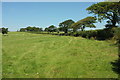 SS7721 : Roadside hedge and trees near Quince Cross by Derek Harper