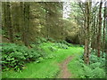 SC2276 : Path down to Barrane through Kerroodhoo Plantation by Christine Johnstone