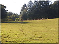 SU9037 : Cows grazing by Rutton Hill Road by David Howard