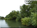 SP4301 : Willows beside the River Thames near Appleton by Vieve Forward