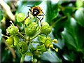 H4072 : Hoverfly on ivy plant, Botera Lower by Kenneth  Allen