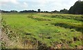 SX9788 : Drainage channel on the Clyst flood plain by Derek Harper