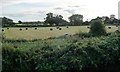 SE6311 : Trees along a drain at Peaker Ings by Christine Johnstone