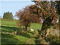 SN9670 : Sheep grazing under the rowans by Derek Voller