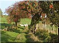 SN9670 : Sheep grazing below the Rowan trees by Derek Voller