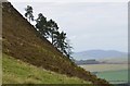 NT5837 : Hillside trees, Black Hill by Jim Barton