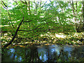 SX8288 : River Teign near Sowton Mill by Stephen Craven