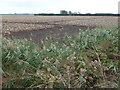 TL3977 : Potato crop near Meadlands Farm on Sutton Fen by Richard Humphrey