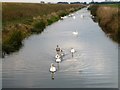 TL4177 : Swans on The Old Bedford River - The Ouse Washes by Richard Humphrey