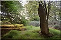 NJ6906 : Standing Stone at Midmar, Aberdeenshire by Andrew Tryon