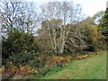 TQ7718 : Ash tree with ash dieback disease by Patrick Roper