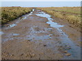 TF7344 : Footpath through the saltmarsh near Thornham, Norfolk by Richard Humphrey