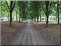 SP8740 : View down the nave of the Tree Cathedral by Philip Jeffrey