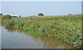 SJ6869 : Maize on the east bank of the Trent & Mersey Canal by Christine Johnstone