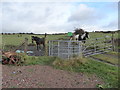 SJ8945 : Berry Hill Fields: horses on a footpath by Jonathan Hutchins