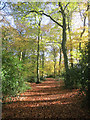 SU7894 : Track in Dell's Wood by Des Blenkinsopp