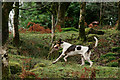 SD1399 : Eskdale and Ennerdale Foxhounds by Peter Trimming