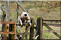 SD1499 : Eskdale and Ennerdale Foxhounds by Peter Trimming