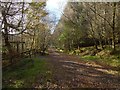 NS2984 : Path junction in Highlandman's Wood by Lairich Rig