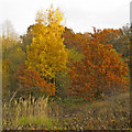 TQ3997 : Autumn colours in Trueloves, Epping Forest by Roger Jones