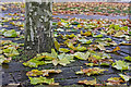 SJ7055 : Plane tree leaves in Memorial Square by Andy Stephenson