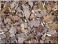 SO8742 : A carpet of oak leaves by Philip Halling