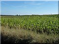 SJ4635 : Welsh maize, east of Bettisfield by Christine Johnstone