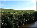 SJ4535 : Maize to the horizon, west of Bettisfield by Christine Johnstone