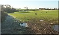 SS6116 : Sheep near West Aylescott by Derek Harper