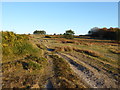 TQ4628 : Gorse and Camp Hill Clump on Ashdown Forest by Marathon