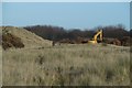 NT4984 : Clearing buckthorn, West Links by Richard Webb