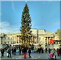 TQ3080 : Trafalgar Square, Christmas Tree by PAUL FARMER