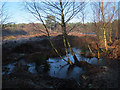 SJ5570 : Frozen marsh at Delamere Forest by Stephen Craven