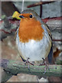 SY3492 : Robin - Town Mill, Lyme Regis by Chris Allen