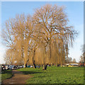 TM4291 : Willows at Beccles Quay in winter by Roger Jones