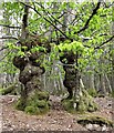 TQ8623 : Hornbeams in Flatropers Wood by Patrick Roper